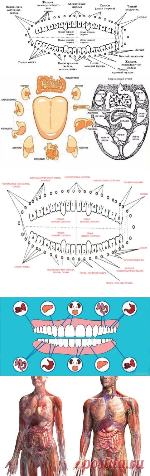 Связь зубов с органами