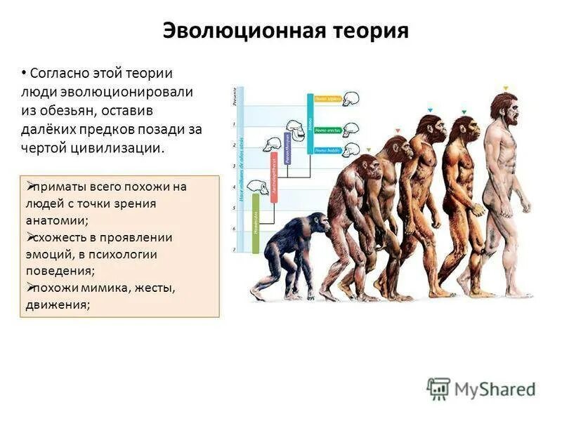 Первой эволюционной теорией является. Теория эволюции Дарвина. Теория Дарвина о эволюции человека. Структура эволюционной теории Дарвина.