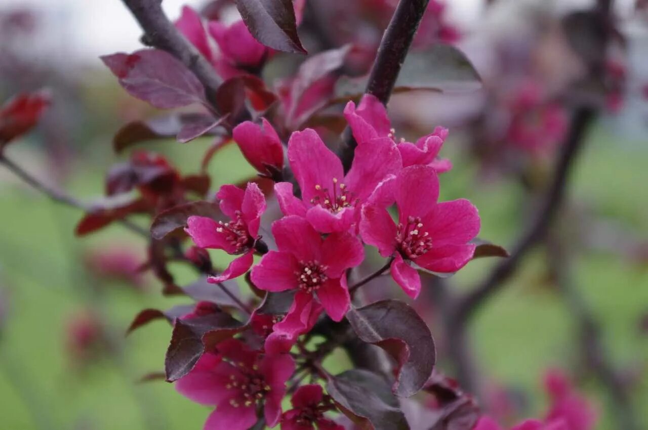 Яблоня Malus Royalty. Яблоня "роялти" - Malus "Royalty". Яблоня краснолистная роялти. Яблоня малус роялти.