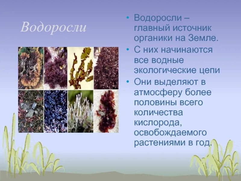 Водоросли и кислород. Водоросли обогащают воду кислородом. Выделение у водорослей. Выделение кислорода водорослями.