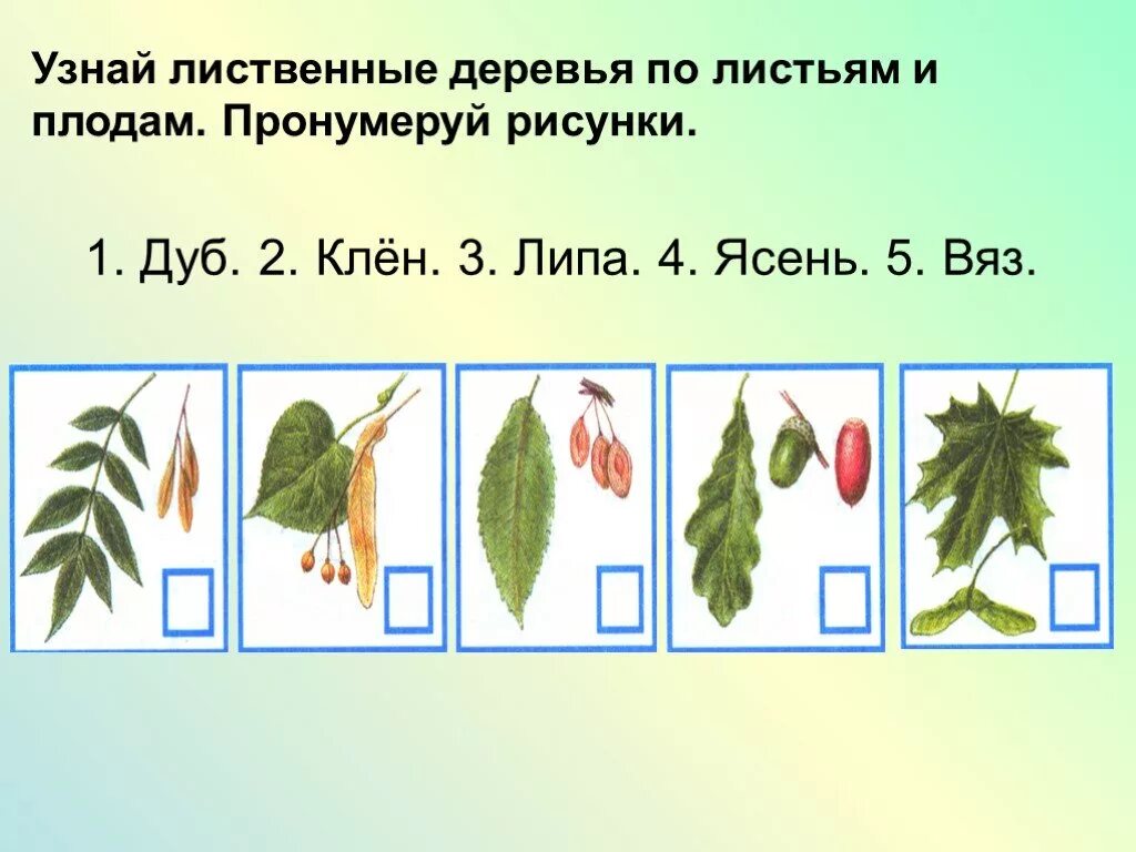 Ясень клен липа окружающий мир 2. Деревья и плоды. Листья и плоды деревьев. Плоды деревьев 2 класс.