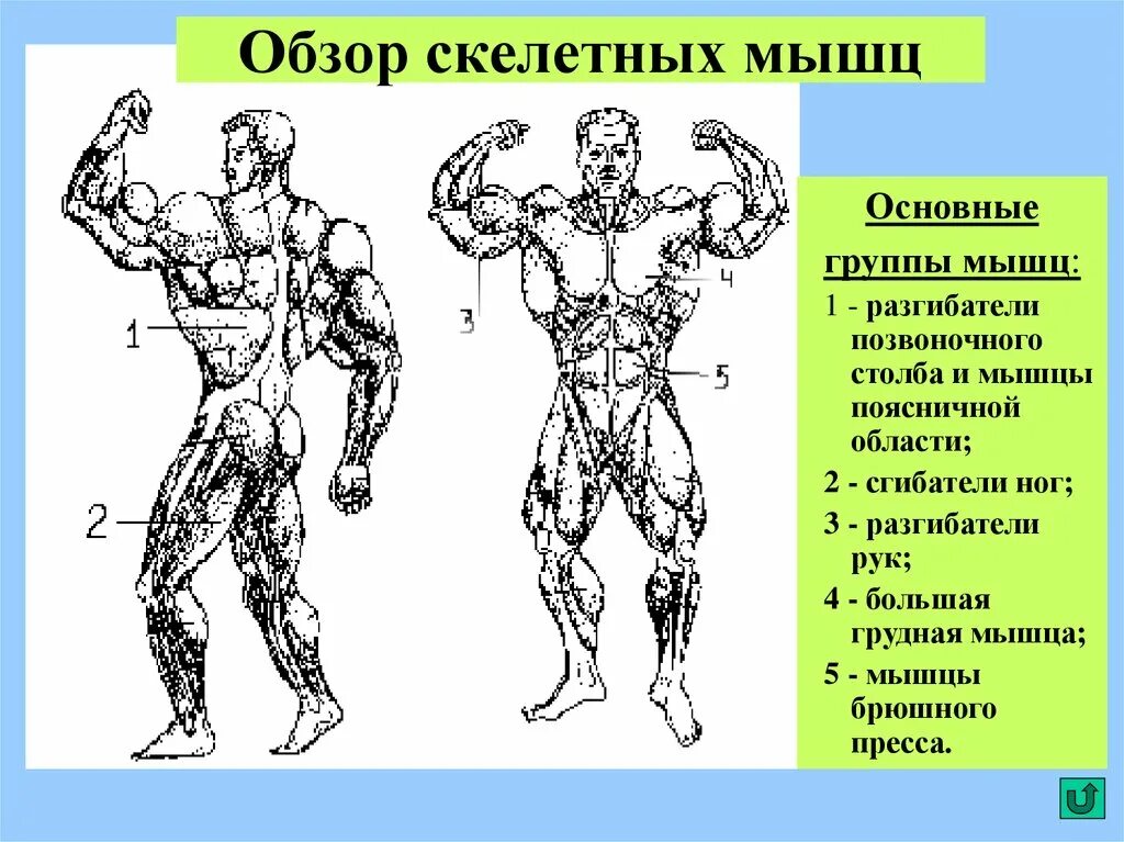 Работа скелетных мышц человека. Основные группы мышц. Основные группы скелетных мышц. Основные группы скелет ных мышцт. Основные группы мышц схема.