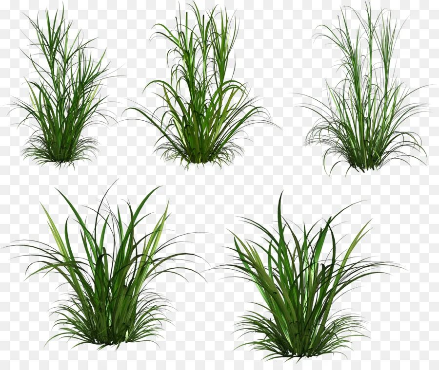 Grass plant. Кустик травы. Растения для фотошопа. Травинка на прозрачном фоне. Растения на прозрачном фоне.