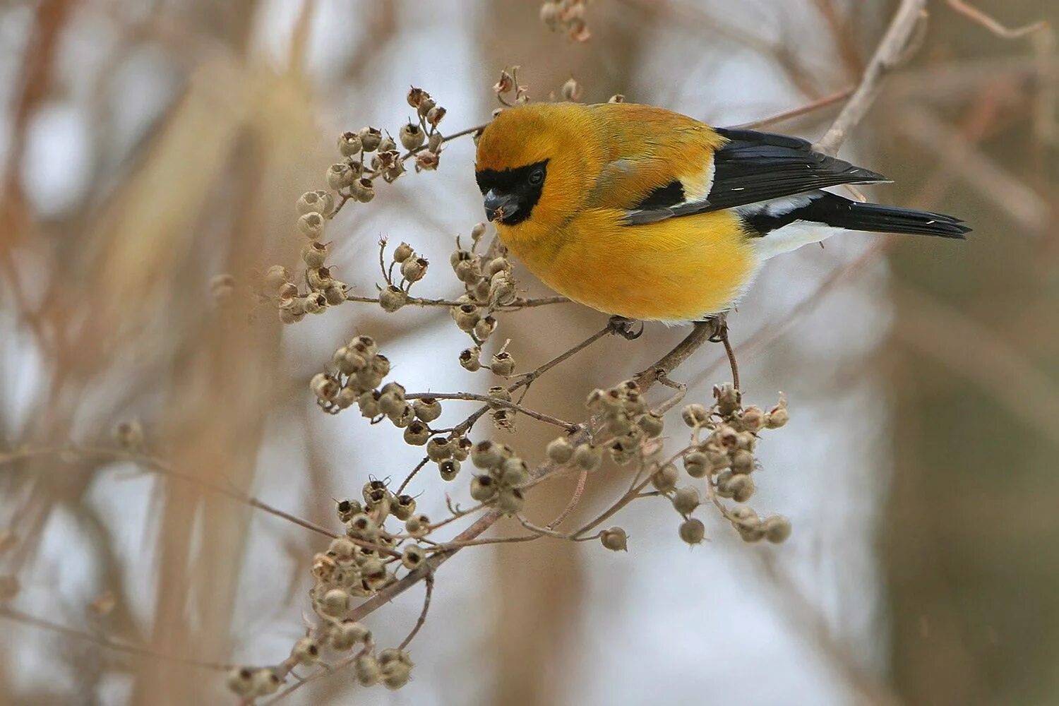красногрудый снегирь. красногрудый снегирь красногрудые снегири. грудка синички. снегирь с желтым брюшком. желтоспинный снегирь.
