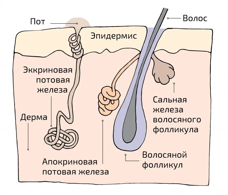 Где расположены корни волос потовые и сальные. Апокриновые и эккриновые железы. Эккриновые потовые железы. Строение потовой железы. Апокриновых потовых желез.