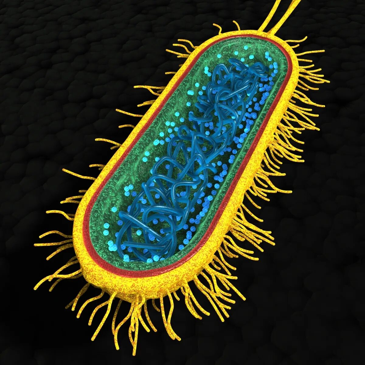 Бактерии одноклеточные прокариоты