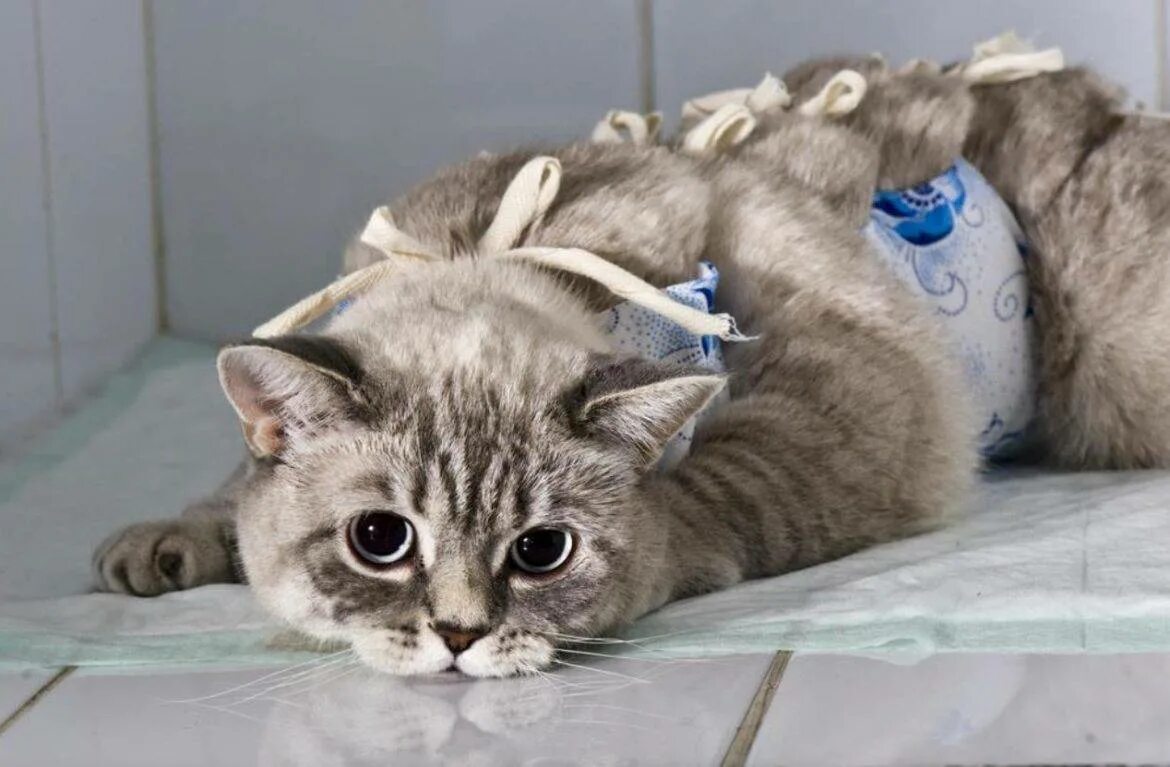 Кошка потом