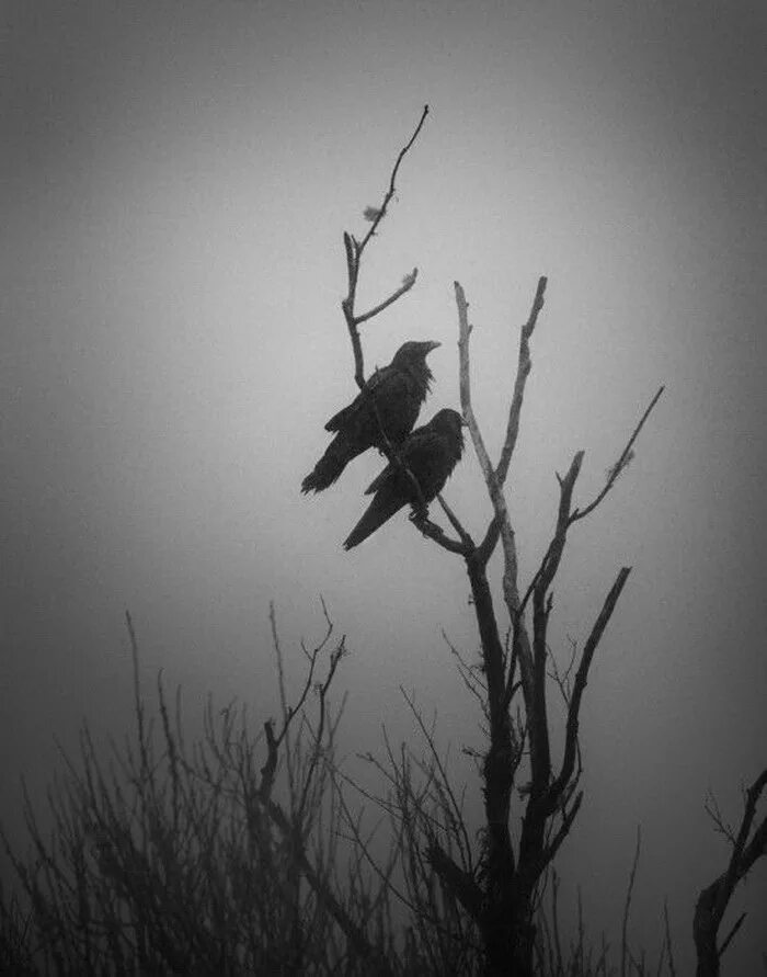 птица смерти. парящий ворон. макдермотт джеральд "ворон". черный ворон в лесу. новокаледонский ворон.
