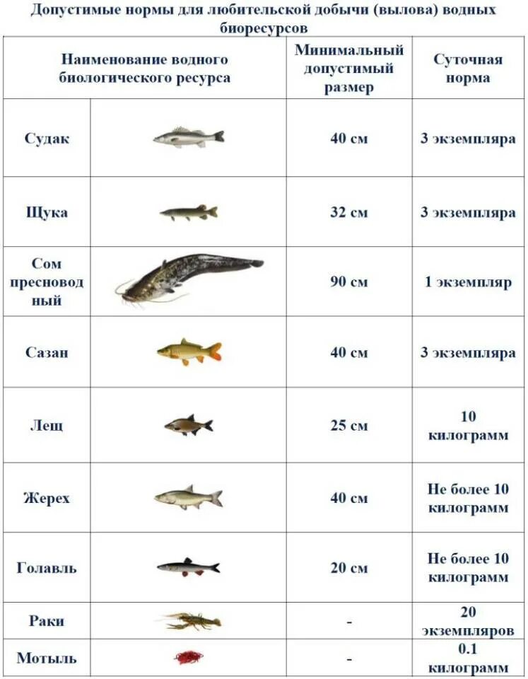 Какую щуку можно ловить. Таблица нормы вылова рыбы. Допустимый размер ловли рыбы. Размеры рыб - разрешённые для ловли рыбы.. Нормы и размер вылова рыбы окунь.