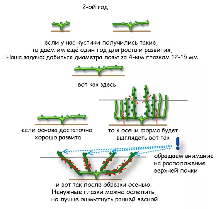 Веерная формировка винограда по годам. Формировка куста винограда. Формировка кустов винограда. Виноград обрезка осенью для начинающих первый год. Как формировать виноград в первый.
