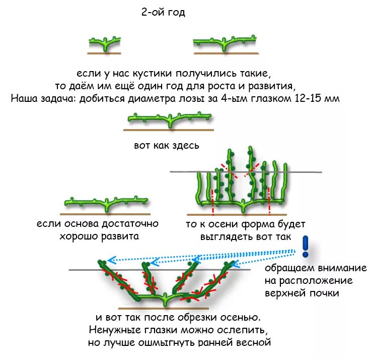 Как ухаживать за виноградом весной. Веерная формировка винограда по годам. Веерная формировка виноградного куста схема. Веерная формировка винограда по годам схема. Веерная формировка винограда с первого года.