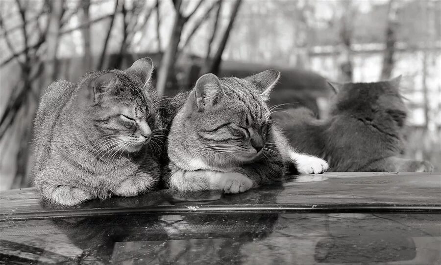 Третий лишний в дружбе. Третий лишний друг. Лишний в дружбе. Любовь кошек и третий лишний. Дружба втроем третий лишний.
