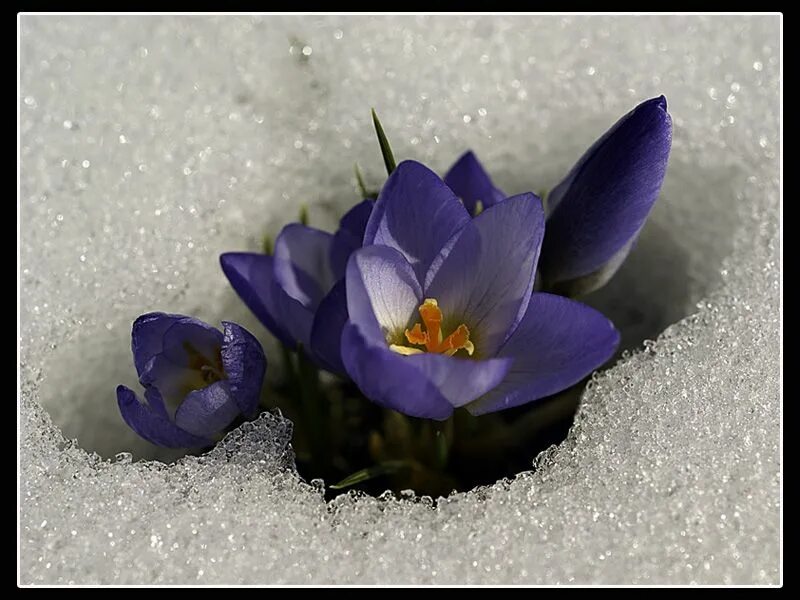 Пролески на снегу дзен рассказы. Пролески, подснежники, крокусы. Crocus biflorus. Цветы из под снега. Цветок Крокус в снегу.