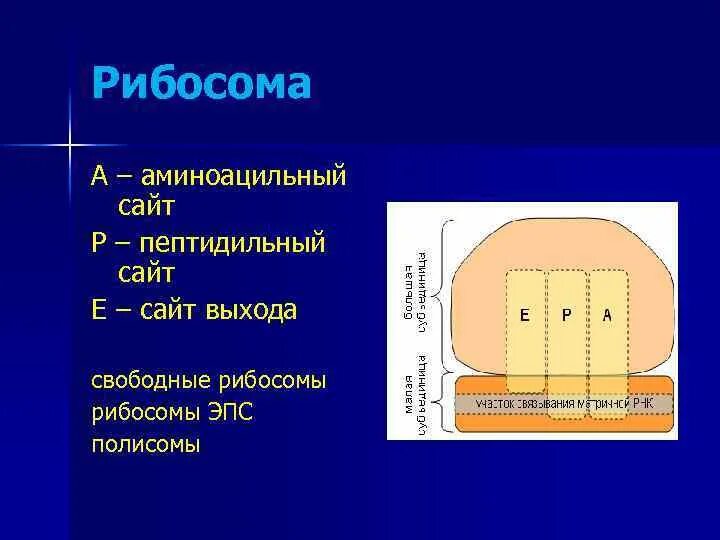 Рибосома процесс впр. Аминоацильный участок рибосомы. Центры рибосомы. Функциональные центры рибосом. Рибосома аминоацильный и пептидильный.