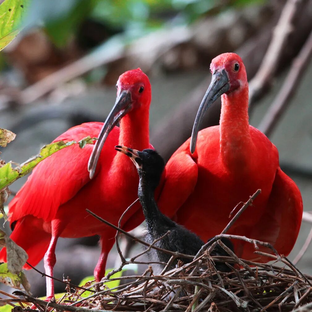 Красный Ибис птица. Тринидад красные ибисы. Птица с красными ногами. Гнёзда прибрежных птиц.