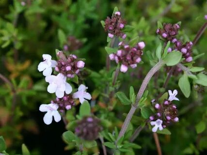 Thymus vulgaris