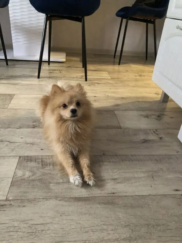 потеряшки брянская область. потеряшки брянская область. потеряшки брянская область. щенок лабрадора с бантом. покажи собак.