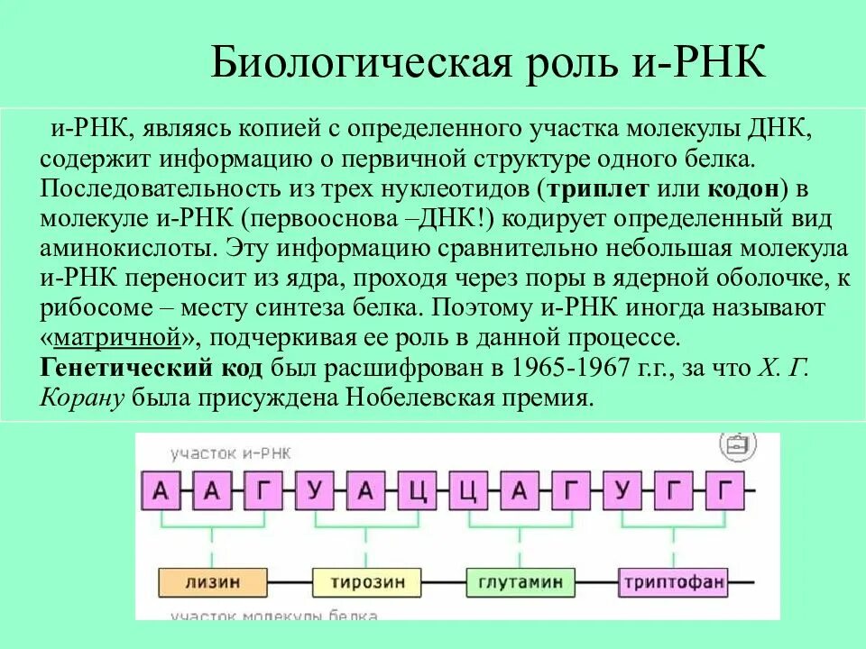 РНК. Структура информационной РНК. Строение ИРНК ТРНК РРНК. Образование матричной РНК.