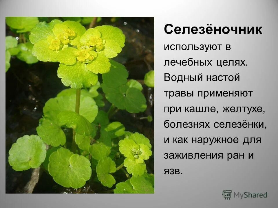 каланхоэ лрс. асб-2м аппарат для флюктуоризации. физиотерапия факторы воздействия. лекарственные свойства липы. ромашка аптечная лекарственная.