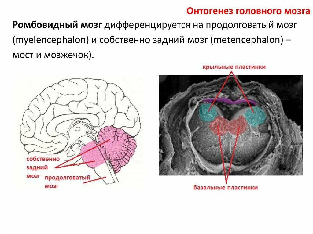 Онтогенез головного мозга. Ромбовидный мозг. Средний и ромбовидный мозг. Голове мозг ромбовидный мозг.