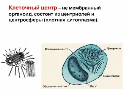Есть ли клеточный центр у растительной клетки
