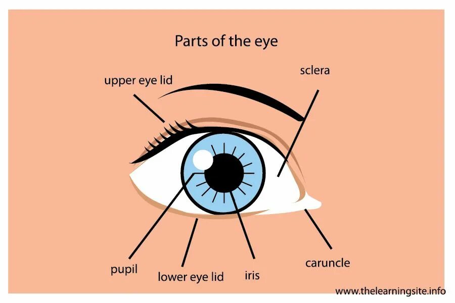 Глаз как переводится. Eye Parts. Eye Parts in English. Eye structure. Sclera Eye Parts.