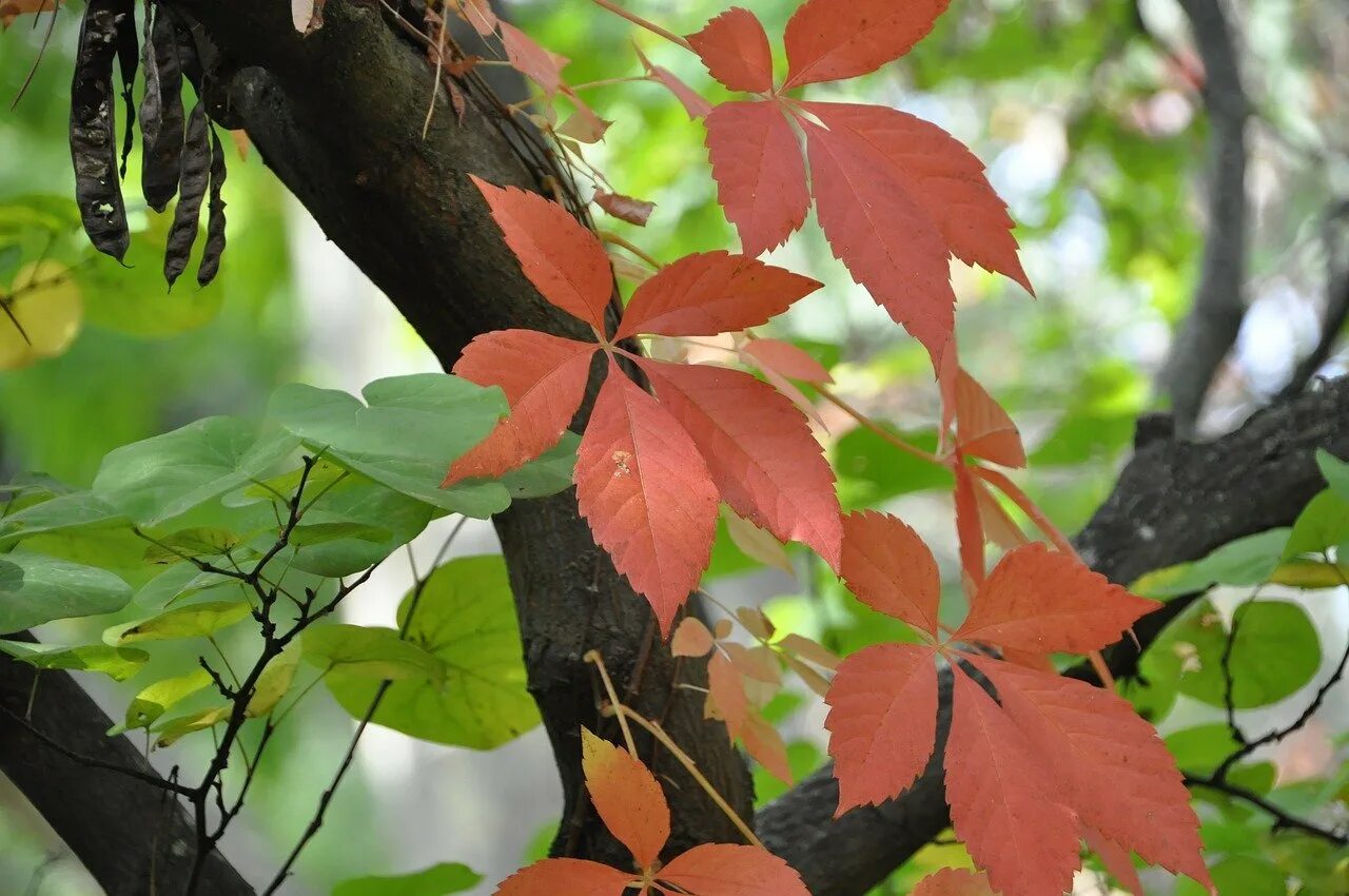 Листья ясеня осенью. Осенний лист ясеня. Ясень обыкновенный осенью. Ясень дерево листья.