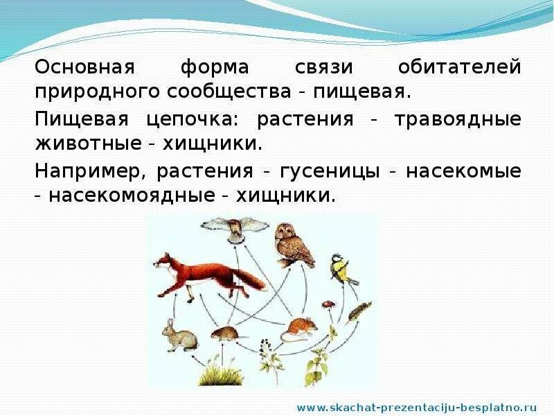 Кроссворд взаимосвязь организмов в природном сообществе. Пищевая цепь природного сообщества. Взаимосвязи организмов в природных сообществах. Взаимосвязи в природном сообществе. Пищевые Цепочки в природных сообществах.