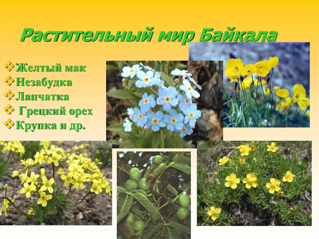 Эндемичные виды байкала. Растения эндемики озера Байкал. Растительный мир Прибайкалья. Растения и животные Прибайкалья.