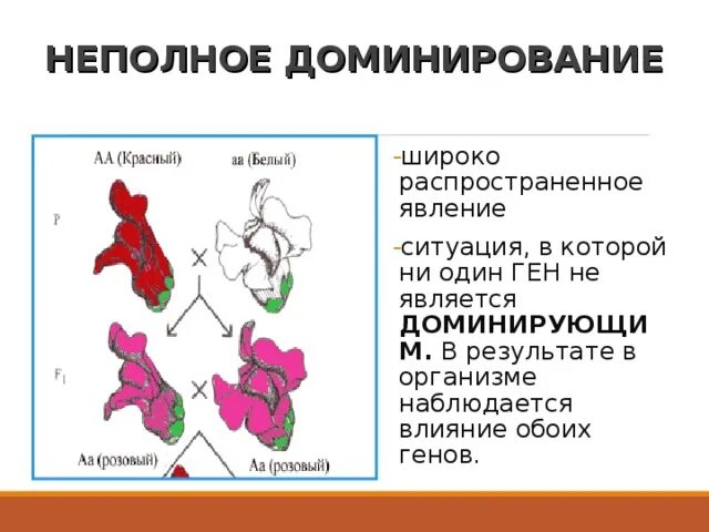 Неполное доминирование у человека. Неполное доминирование примеры. Неполное доминирование признаков у человека. Неполное доминирование примеры у человека. У людей ген курчавых волос неполностью доминирует