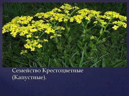 Декоративные растения крестоцветных