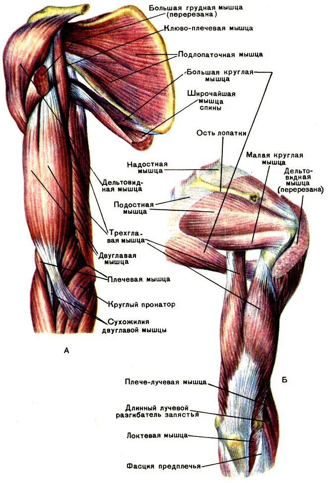 Мышцы плеча передняя группа анатомия. Мышцы плечевого пояса и плеча расположение. Внутренняя поверхность плеча