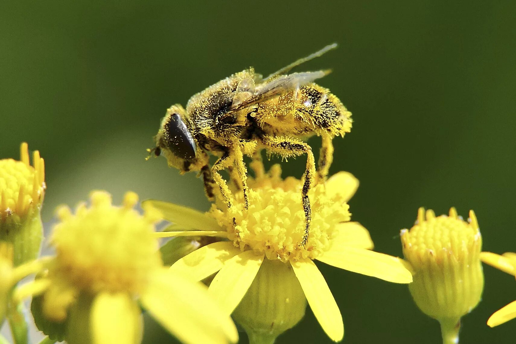 Цв пыльца. Цветочная пыльца на пчеле. Пчелиная пыльца (Bee pollen). Пчелы пыльца опыление. Пчела с пыльцой.