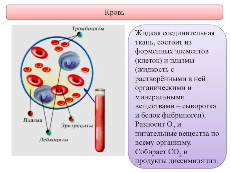 Кровь жидкая часть таблица. Соединительные ткани ткани плазма кровь. Кровь жидкая соединительная ткань. Из чего состоит соединительная ткань кровь. Фибрин плазма сыворотка крови.