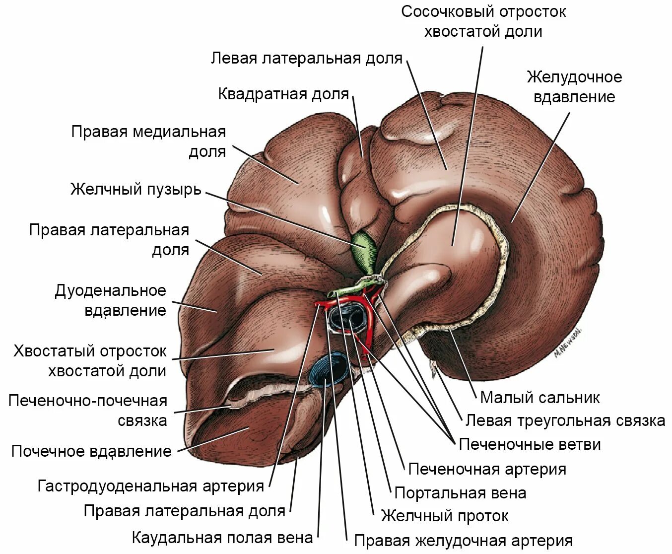 Строение печени анатомия доли. Сосочковый отросток хвостатой доли печени. У каких животных печень