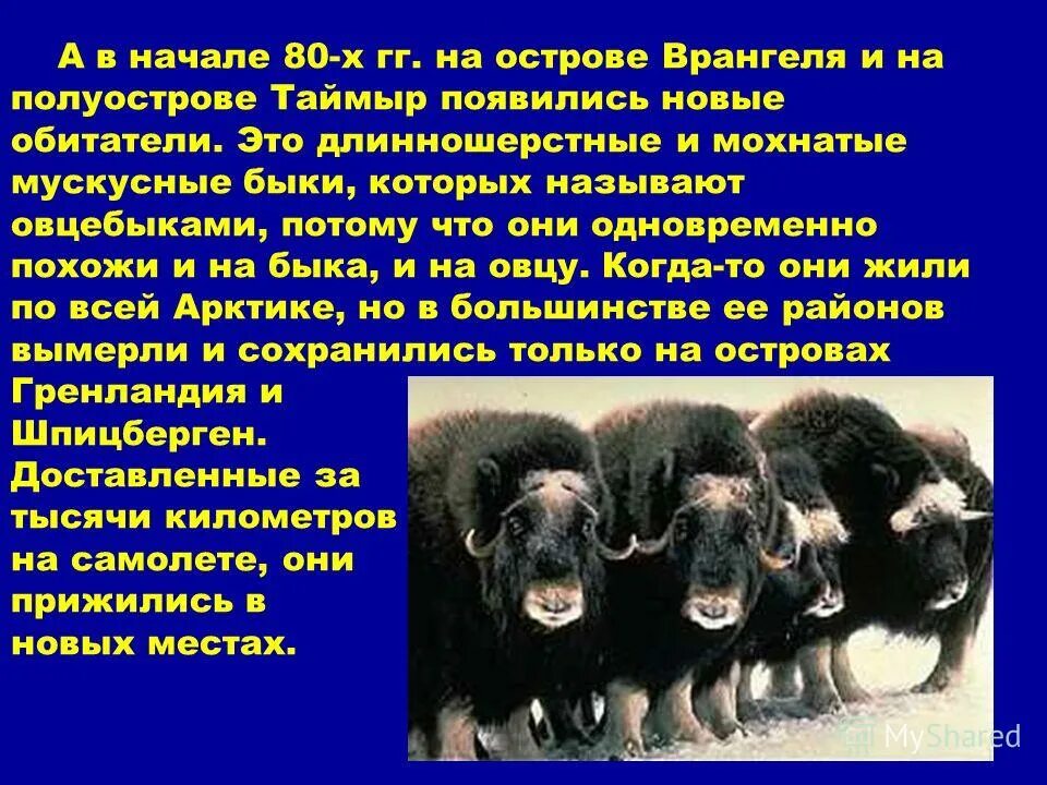 Вспомните коренными обитателями каких территорий земли являются. Пингвин для детей. Карта расселения народов рф. Географическая карта россии с природными зонами. Места обитания животных.