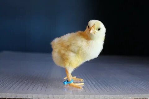 Цыплячий