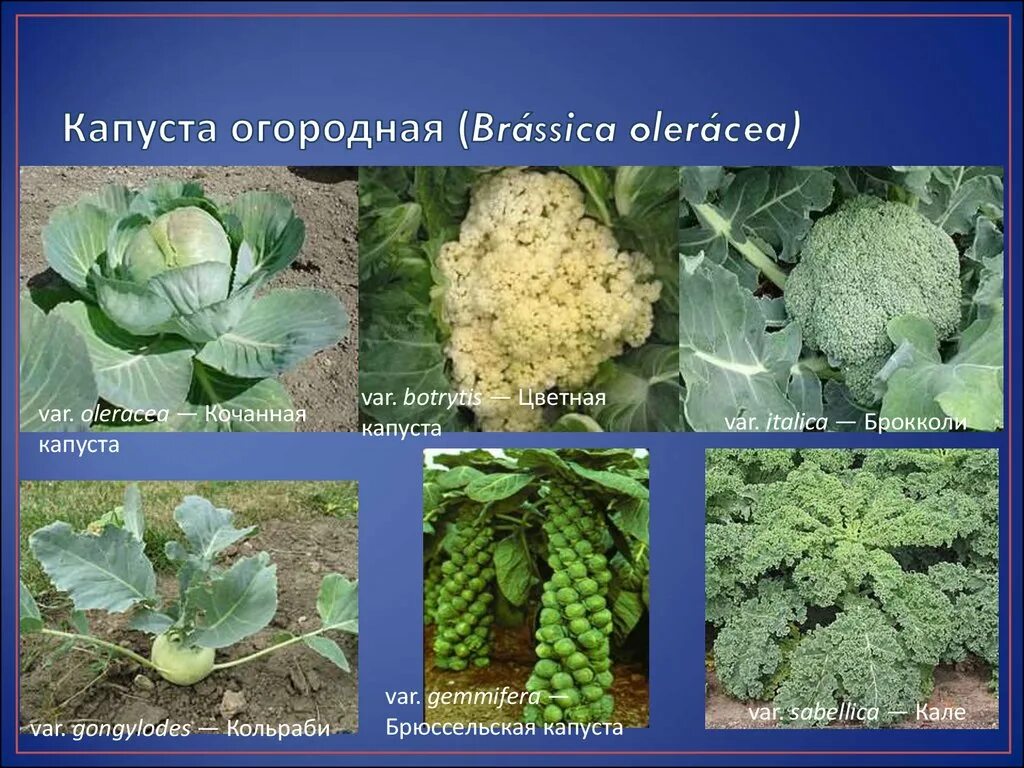 Крестоцветные брокколи. Крестоцветные растения цветная капуста. Brassica oleracea sabellica. Капуста кочанная Огородная. Крестоцветного растения капусты огородной