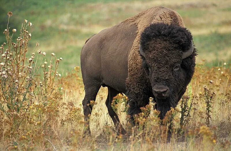 American Bison Cartoon Network Animals Wiki Fandom