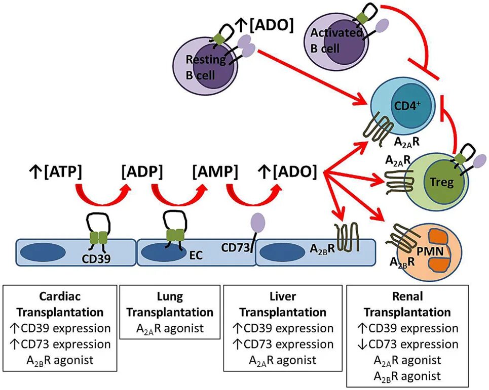 Cd 39. Cd39 функции. Аденозин в гене. Аденозин и воспаление.