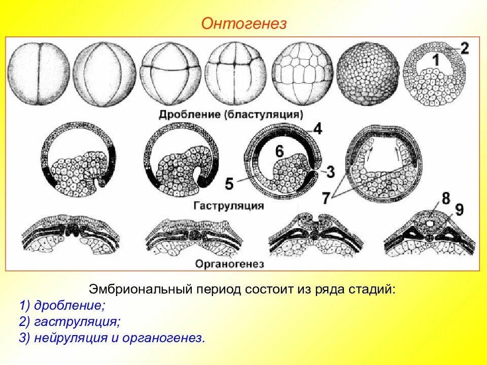 Этапы эмбрионального развития дробление гаструляция нейрула. Начальные этапы эмбрионального развития. Дробление зиготы ланцетника рисунок. Этапы эмбриогенеза органогенез.