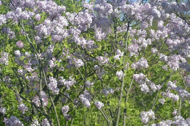 а во дворе расцвела ароматная груша