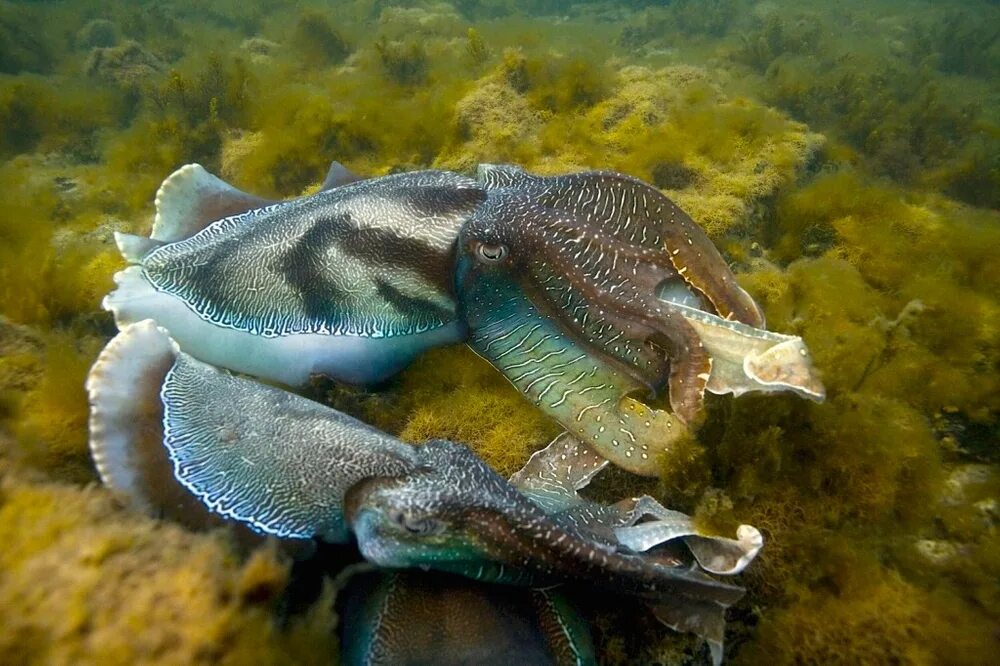 Какой тип характерен для каракатицы. Гигантская австралийская каракатица. Размножение каракатиц. Каракатица фото. Головоногие моллюски.