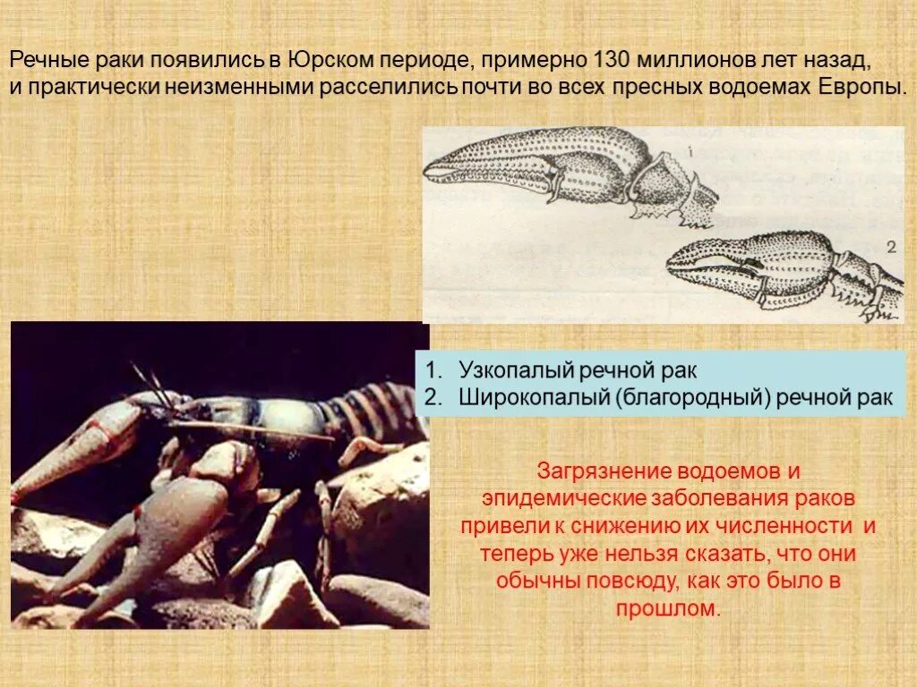 Продолжительность жизни речного рака. К чему в жизни появляются РАКТ. Когда выходит на охоту широкопалый рак?.