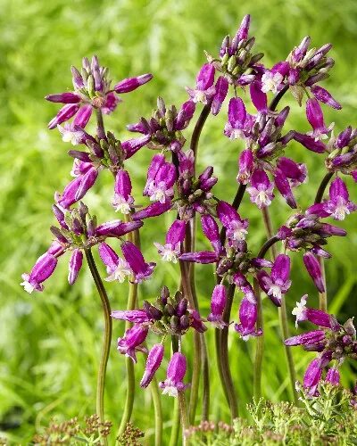 RARE 5 graines de DICHELOSTEMMA IDA-MAIA T08 FIRECRACKER FLOWER SEEDS SAMEN SEMI