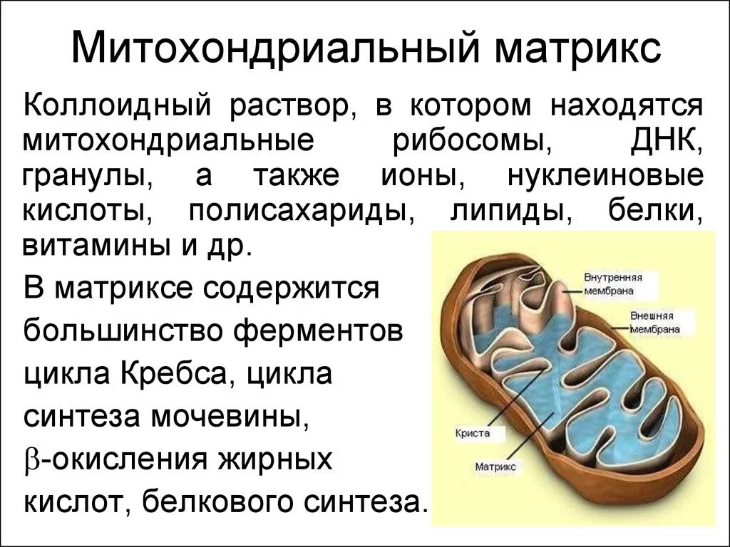 Каково строение митохондрии. Матрикс митохондрий это мембрана. Строение матрикса митохондрий. Кристы и Матрикс митохондрий. Функции матрикса митохондрий.