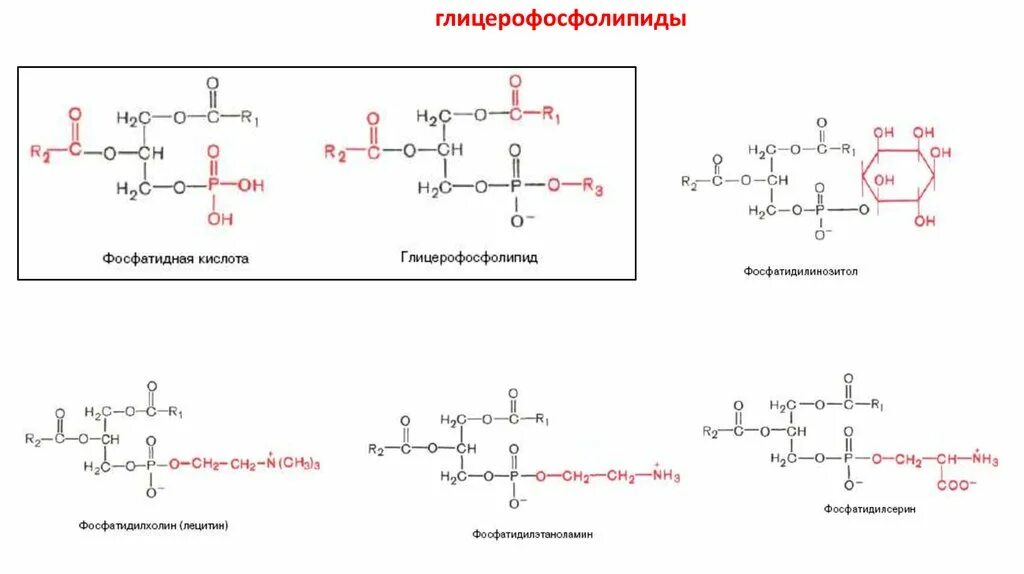 Фосфатидилхолин это. Глицерофосфолипиды биохимия. Строение глицерофосфолипидов. Глицерофосфолипиды особенности строения. Фосфолипиды формула биохимия.