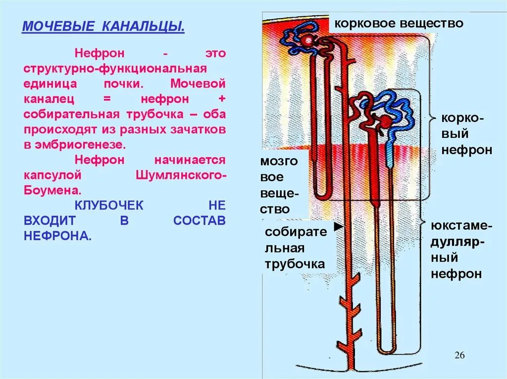 Процесс в собирательной трубочке