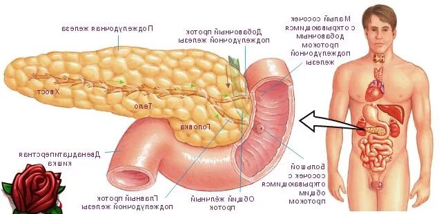 поджелудочная железа на теле. расположение поджелудочной железы у человека. части поджелудочной железы анатомия. поджелудка где находится. поджелудочная железа спланхнология.