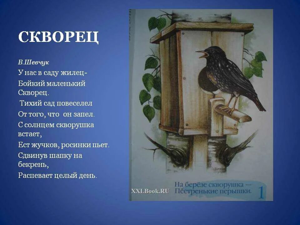 А скворушка завистлив был к несчастью схема. Стих про скворца. Стихи о птицах для детей про скворца. Стихотворение про скворца. Стихотворение про скворца для детей.